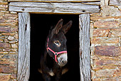 MAM 14 KH0131 01
Common Donkey Peeking Head Out Of Old Barn France