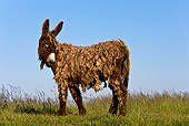MAM 14 KH0132 01
Poitou Donkey Standing On Grass France