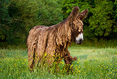 MAM 14 KH0133 01
Poitou Donkey Walking In Flowery Meadow France