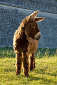 MAM 14 KH0134 01
Poitou Donkey Standing On Grass France