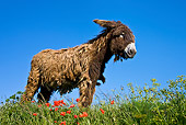 MAM 14 KH0135 01
Poitou Donkey Standing On Grass With Poppies France
