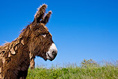 MAM 14 KH0136 01
Head Shot Of Poitou Donkey Standing On Grass France