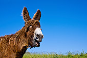 MAM 14 KH0137 01
Head Shot Of Poitou Donkey Standing On Grass Braying France