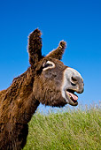 MAM 14 KH0138 01
Head Shot Of Poitou Donkey Standing On Grass Braying France