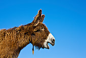 MAM 14 KH0139 01
Head Shot Of Poitou Donkey Braying Against Blue Sky France