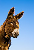 MAM 14 KH0140 01
Head Shot Of Poitou Donkey Against Blue Sky France