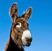 MAM 14 KH0141 01
Head Shot Of Poitou Donkey Against Blue Sky France
