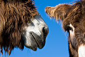 MAM 14 KH0142 01
Close-Up Of Poitou Donkeys Nose To Eye Against Blue Sky France