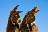MAM 14 KH0143 01
Close-Up Of Poitou Donkeys Against Blue Sky France