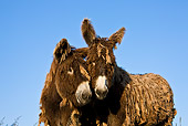 MAM 14 KH0144 01
Close-Up Of Poitou Donkeys Nuzzling Against Blue Sky France