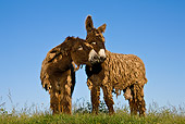 MAM 14 KH0145 01
Poitou Donkeys Standing On Grass Nuzzling France