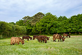 MAM 14 KH0147 01
Herd Of Poitou Donkeys Grazing In Meadow France
