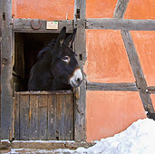 MAM 14 KH0152 01
Grand Noir du Berry Donkey Peeking Head Out Of Stable In Snow