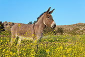 MAM 14 KH0153 01
Male Common Donkey Standing In Field Of Yellow Wildflowers Greece