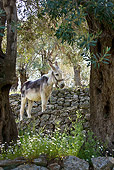 MAM 14 KH0156 01
Donkey Standing On Flowered Terrace In Olive Grove Greece