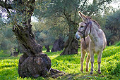 MAM 14 KH0157 01
Donkey Tethered To Tree In Olive Grove In Spring Greece