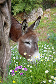 MAM 14 KH0158 01
Head Shot Of Donkey Grazing In Olive Grove Greece