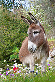 MAM 14 KH0159 01
Donkey Grazing In Olive Grove Greece
