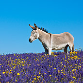 MAM 14 KH0161 01
Contentin Donkey Standing In Field Of Lavender And Asteraceae Provence, France