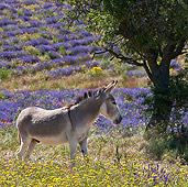 MAM 14 KH0163 01
Contentin Donkey Standing In Field Of Lavender, Poppies And Asteraceae Provence, France