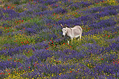 MAM 14 KH0164 01
Contentin Donkey Standing In Field Of Lavender, Poppies And Asteraceae Provence, France