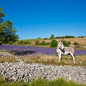 MAM 14 KH0166 01
Contentin Donkey Standing At Edge Of Lavender Field By Rocks Provence, France