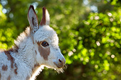 MAM 14 KH0169 01
Head Shot Of Miniature Donkey France