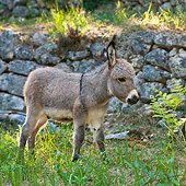 MAM 14 KH0171 01
Gray Miniature Donkey Standing On Grass By Stone Wall France