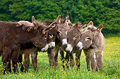 MAM 14 KH0172 01
Five Normandy Donkeys Standing In Field Of Buttercups Normandy
