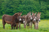 MAM 14 KH0173 01
Five Normandy Donkeys Standing In Field Of Buttercups Normandy
