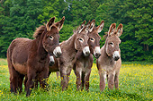 MAM 14 KH0174 01
Five Normandy Donkeys Standing In Field Of Buttercups Normandy