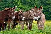 MAM 14 KH0175 01
Five Normandy Donkeys Standing In Field Of Buttercups Normandy