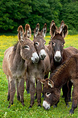 MAM 14 KH0176 01
Five Normandy Donkeys Standing In Field Of Buttercups Normandy