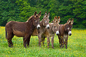 MAM 14 KH0177 01
Four Normandy Donkeys Standing In Field Of Buttercups Normandy
