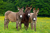 MAM 14 KH0178 01
Three Young Normandy Donkeys Standing In Field Of Buttercups Normandy