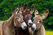 MAM 14 KH0179 01
Three Young Normandy Donkeys Standing In Field Of Buttercups Normandy