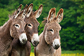 MAM 14 KH0180 01
Three Young Normandy Donkeys Standing In Field Of Buttercups Normandy