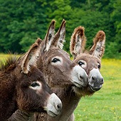 MAM 14 KH0181 01
Three Young Normandy Donkeys Standing In Field Of Buttercups Normandy