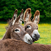 MAM 14 KH0182 01
Two Young Normandy Donkeys Standing In Field Of Buttercups Normandy