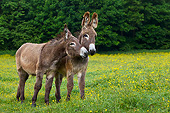 MAM 14 KH0183 01
Two Young Normandy Donkeys Standing In Field Of Buttercups Normandy