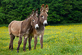 MAM 14 KH0184 01
Two Young Normandy Donkeys Standing In Field Of Buttercups Normandy