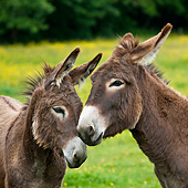 MAM 14 KH0185 01
Two Young Normandy Donkeys Nuzzling In Field Of Buttercups Normandy