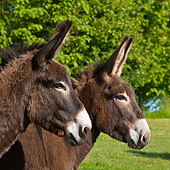 MAM 14 KH0186 01
Portrait Of Two Normandy Donkeys In Field Of Buttercups Normandy