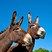 MAM 14 KH0187 01
Portrait Of Two Normandy Donkeys Against Blue Sky Normandy