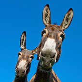 MAM 14 KH0188 01
Portrait Of Two Normandy Donkeys Against Blue Sky Normandy