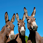 MAM 14 KH0189 01
Portrait Of Three Normandy Donkeys Against Blue Sky Normandy