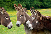 MAM 14 KH0191 01
Four Normandy Donkeys Standing In Field Of Buttercups Normandy