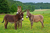 MAM 14 KH0192 01
Three Young Normandy Donkeys Standing In Field Of Buttercups Normandy