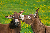 MAM 14 KH0193 01
Two Normandy Donkeys Playing In Field Of Buttercups Normandy