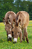 MAM 14 KH0194 01
Two Young Normandy Donkeys Grazing In Field Of Buttercups Normandy